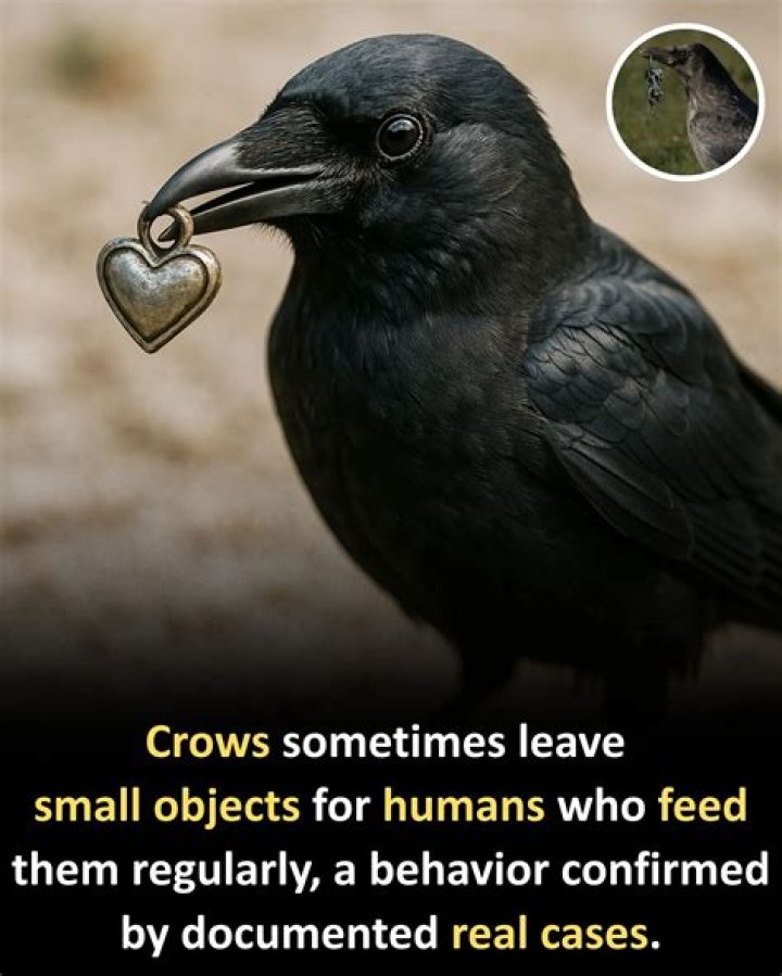 Will crows leave gifts?