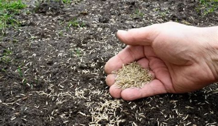Will grass grow on top of dirt?